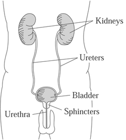 drawing showing the parts of the urinary tract